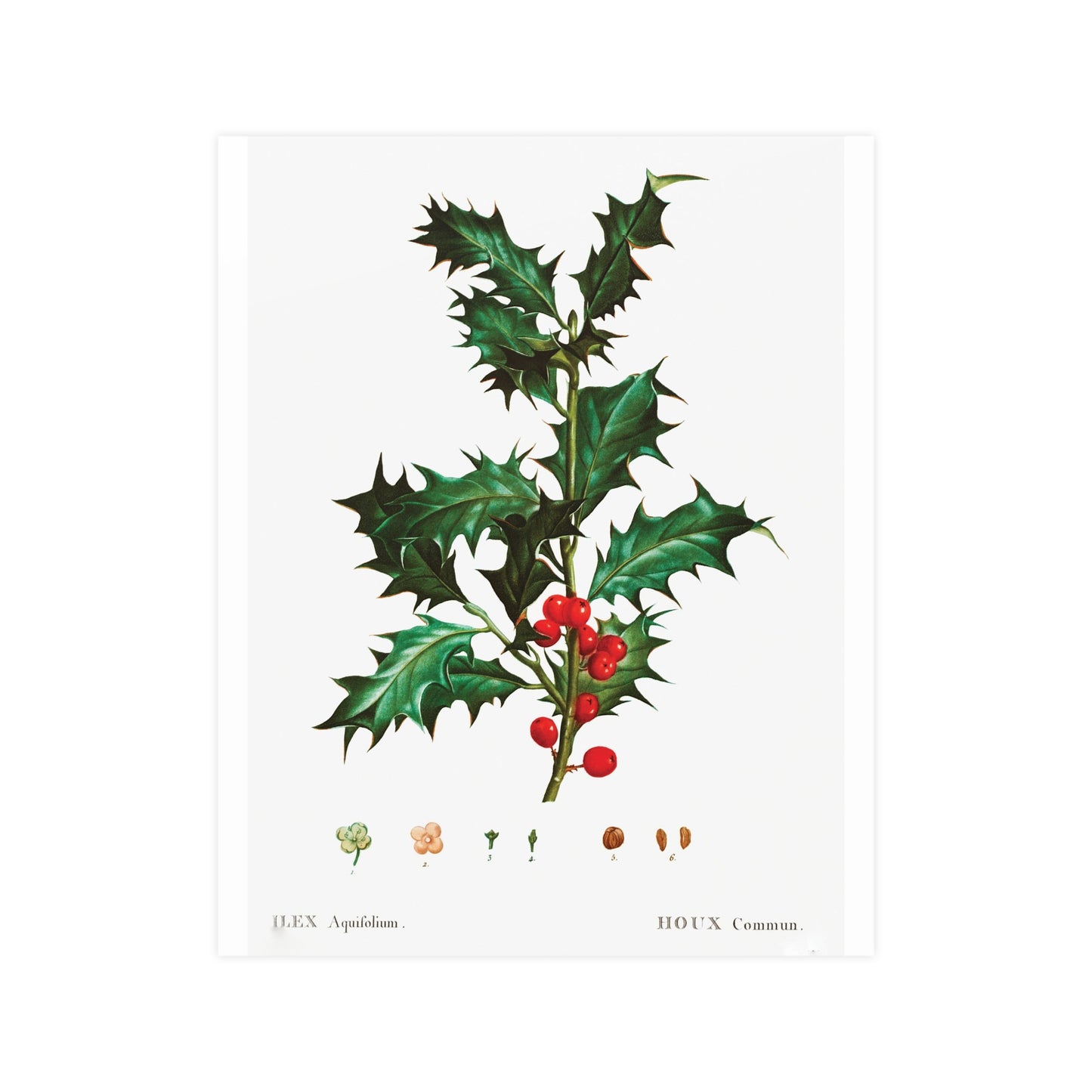 Acorn 10