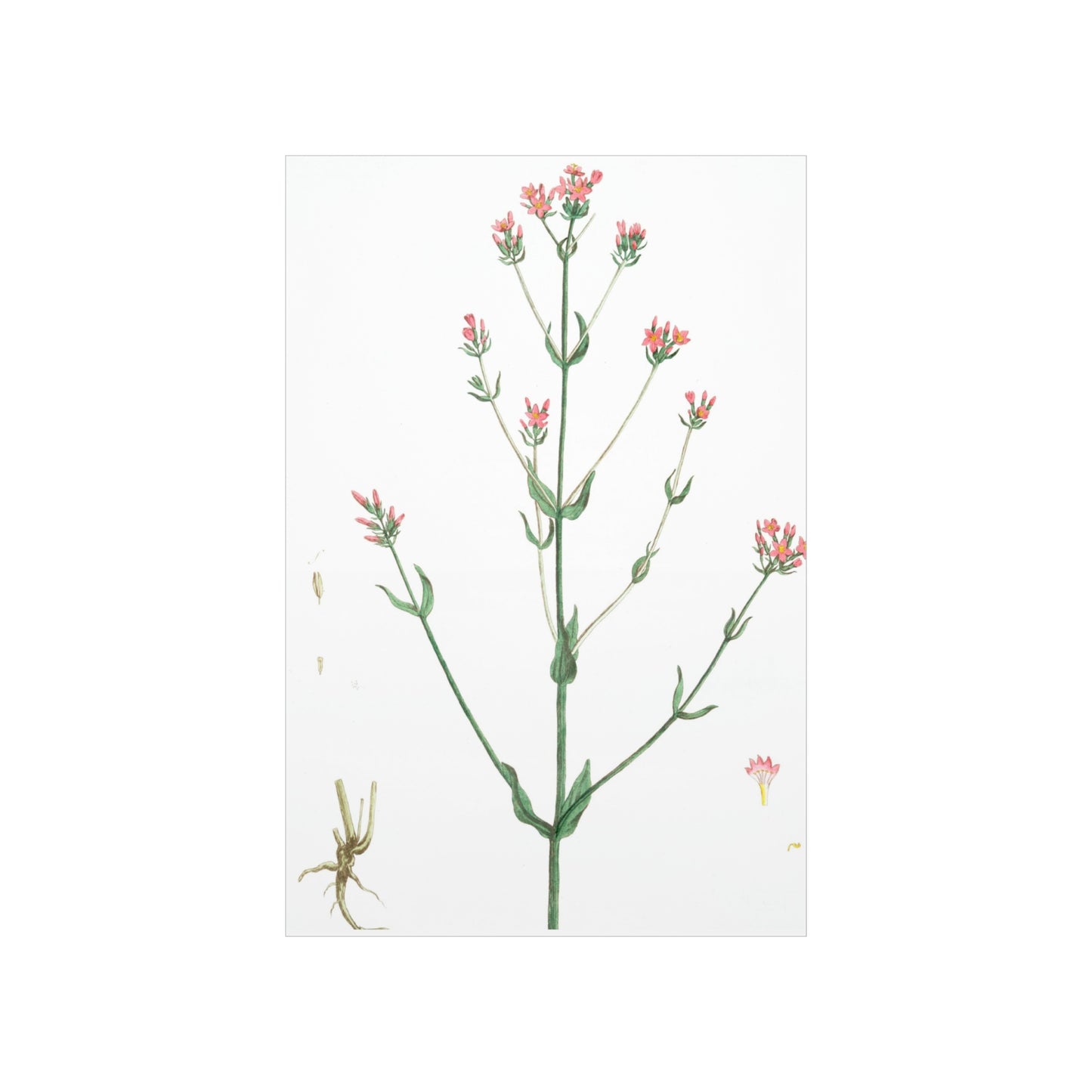 La Petite Centauree Flower Wall Print