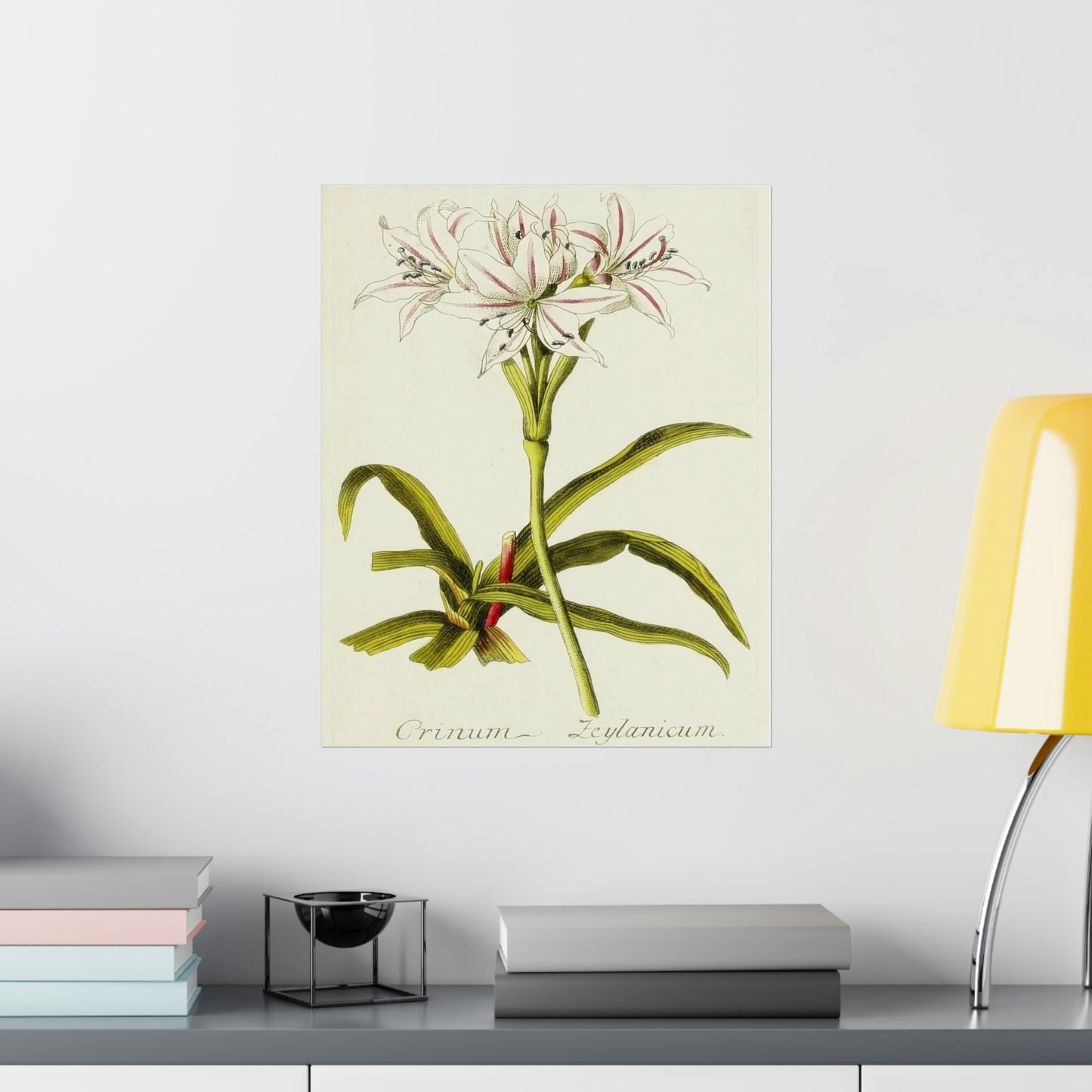 Vintage Crinum Zeylanicum Flower