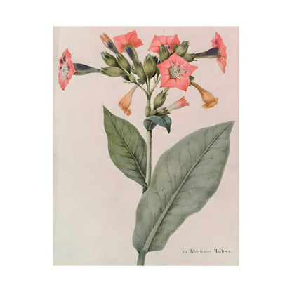 Lilio Narcissus Vintage Plant