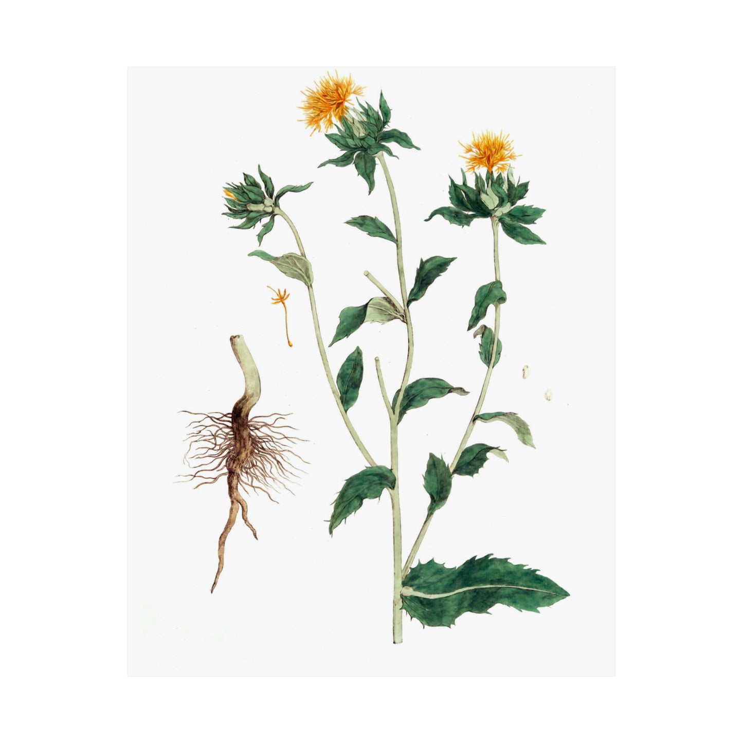 Yellow Floral Stem