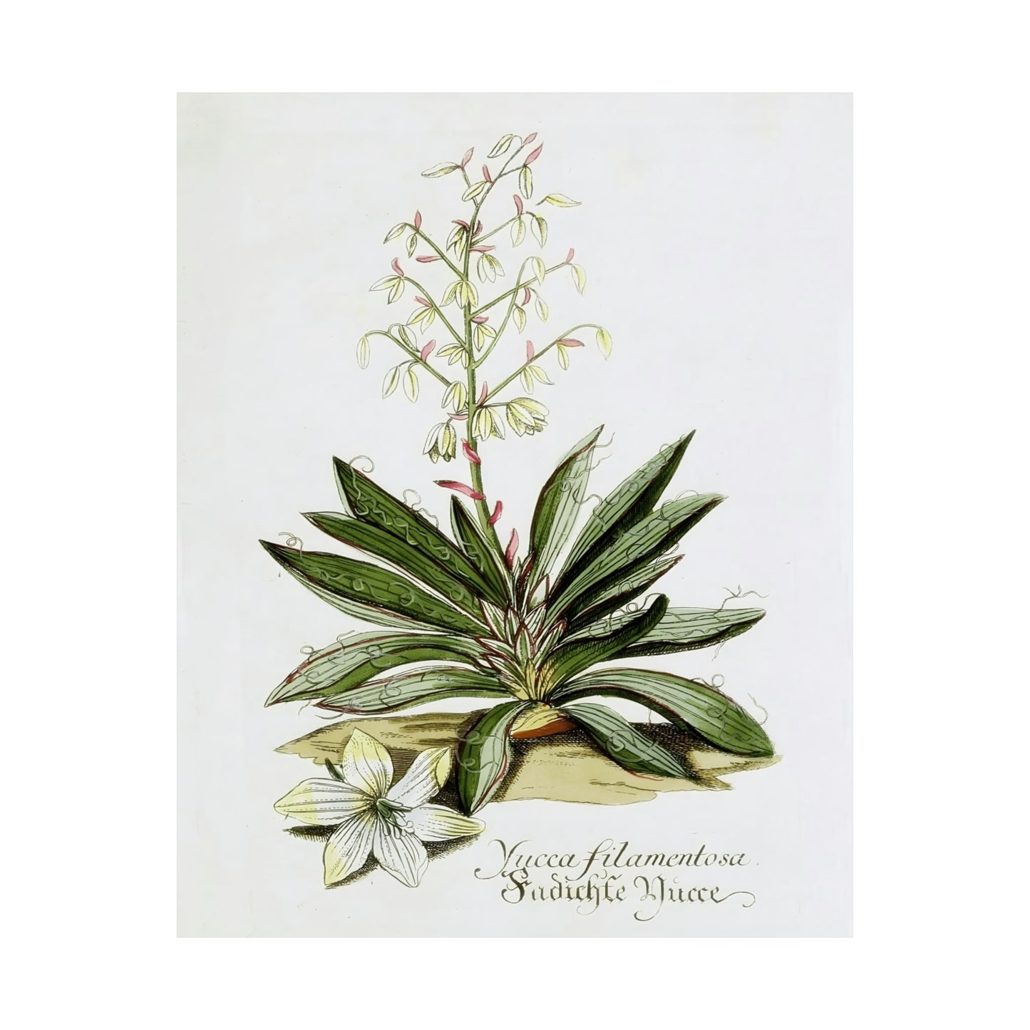 Yucca Filamentosa Flower Wall Print