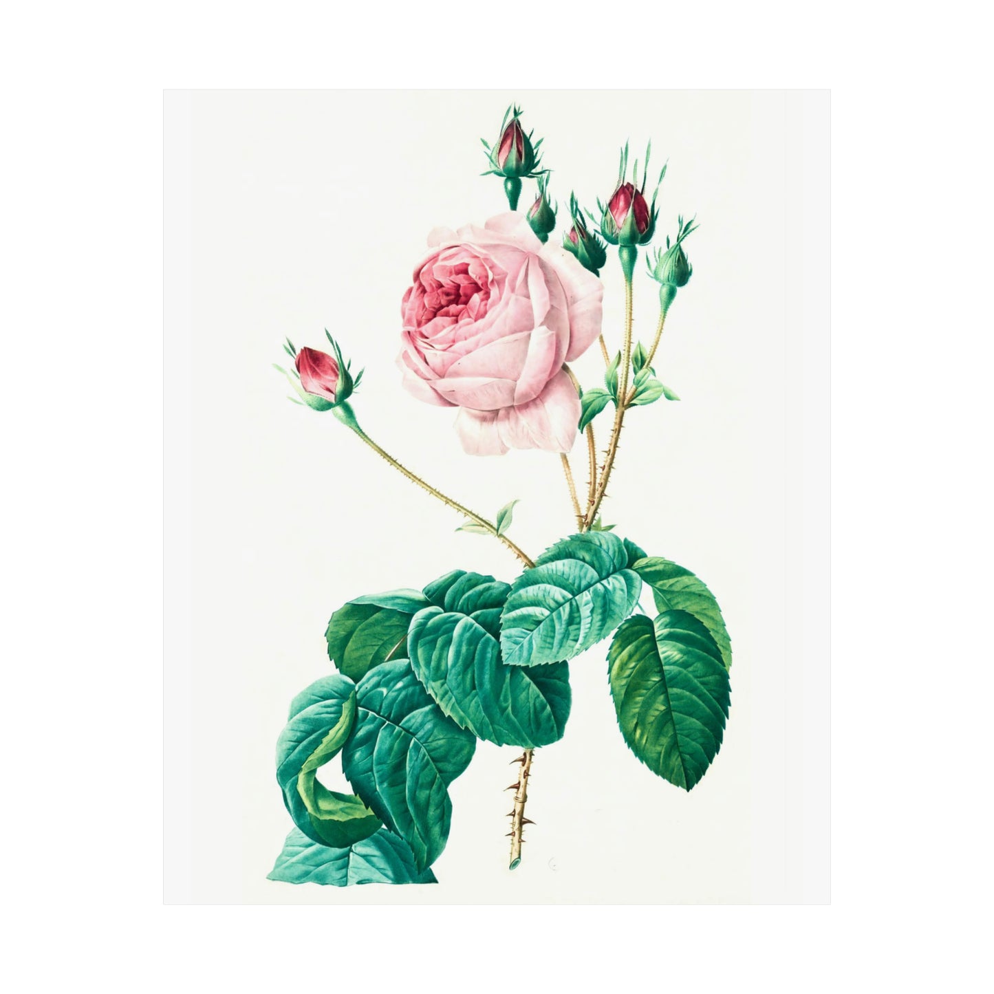 Light Pink Rose with Buds