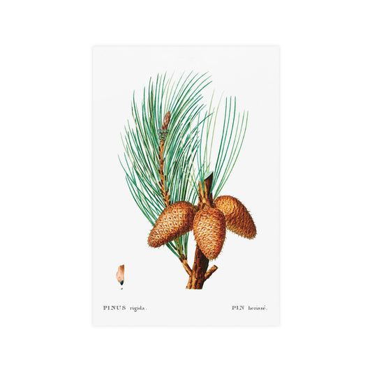 Acorn 13