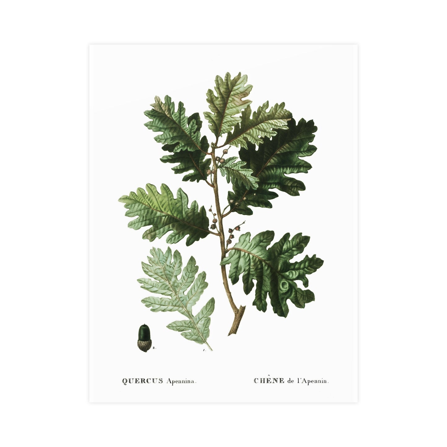Fall Acorn Wall Art 1