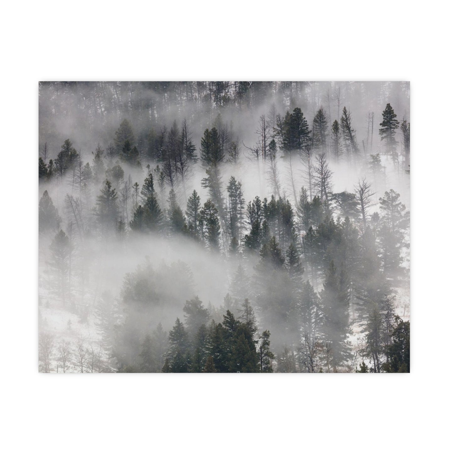 Winter Forrest Art