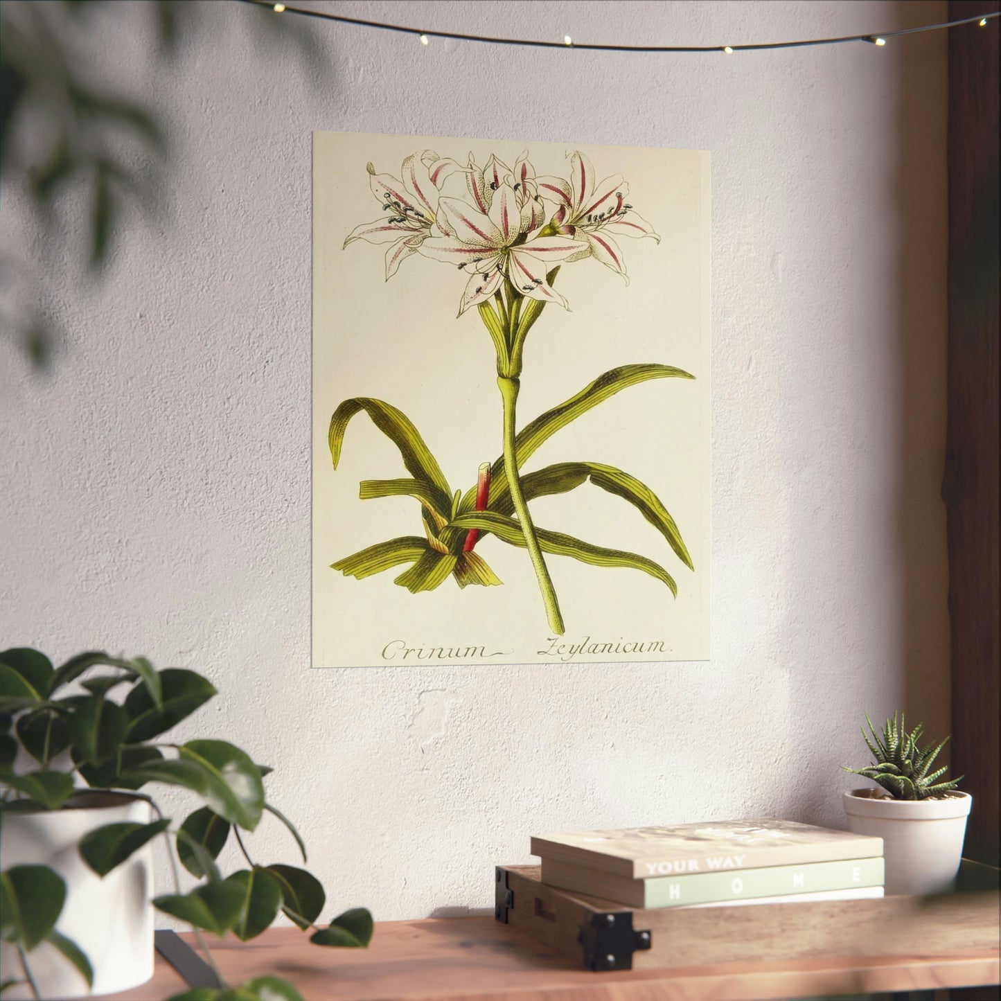 Vintage Crinum Zeylanicum Flower