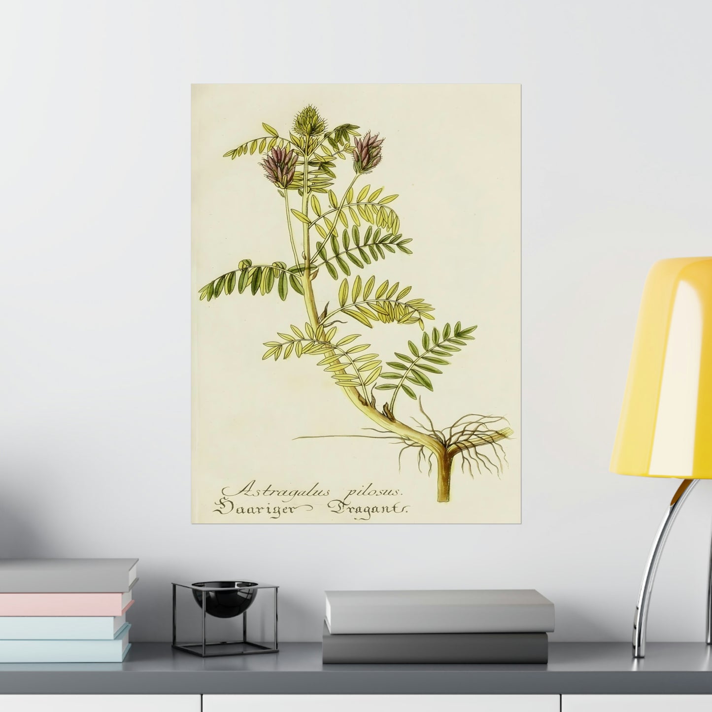 Cotinus Nature Tree Prints