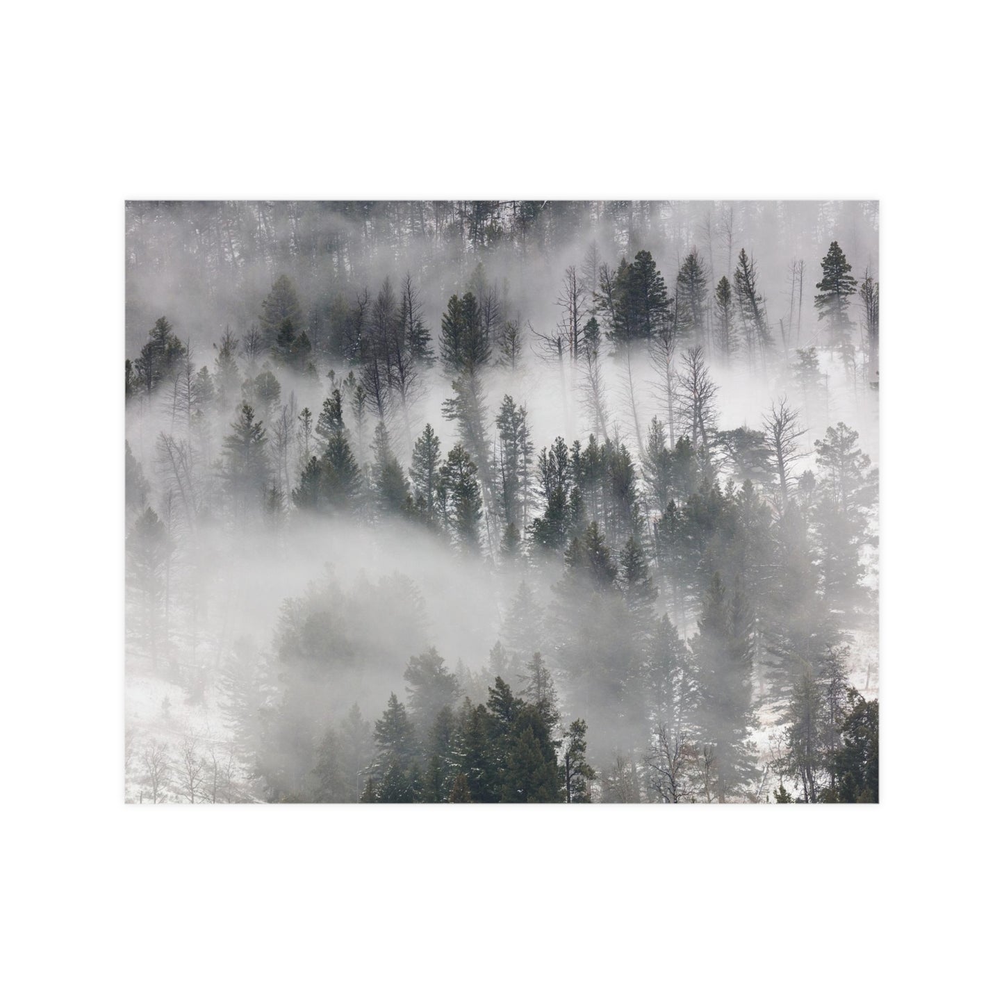 Winter Forrest Art