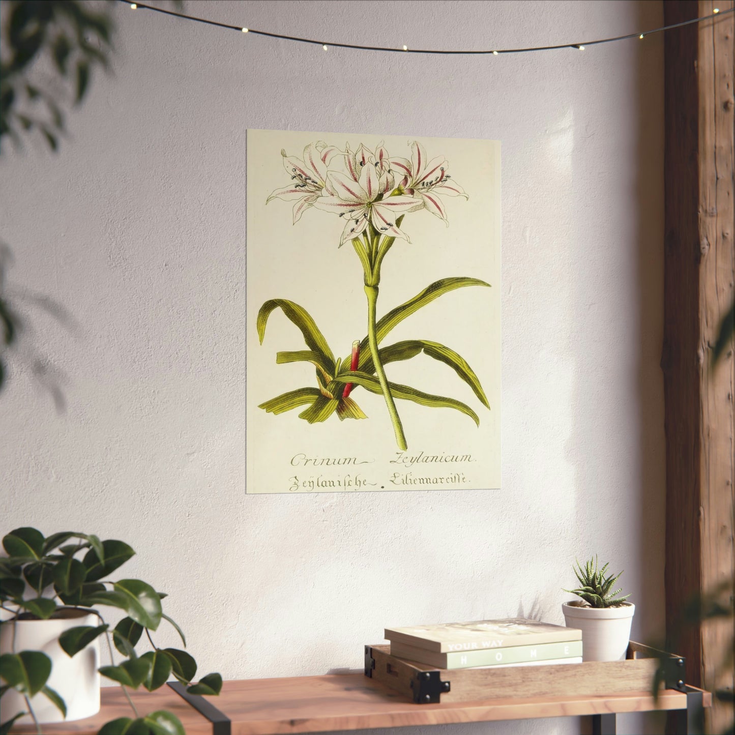 Vintage Crinum Zeylanicum Flower