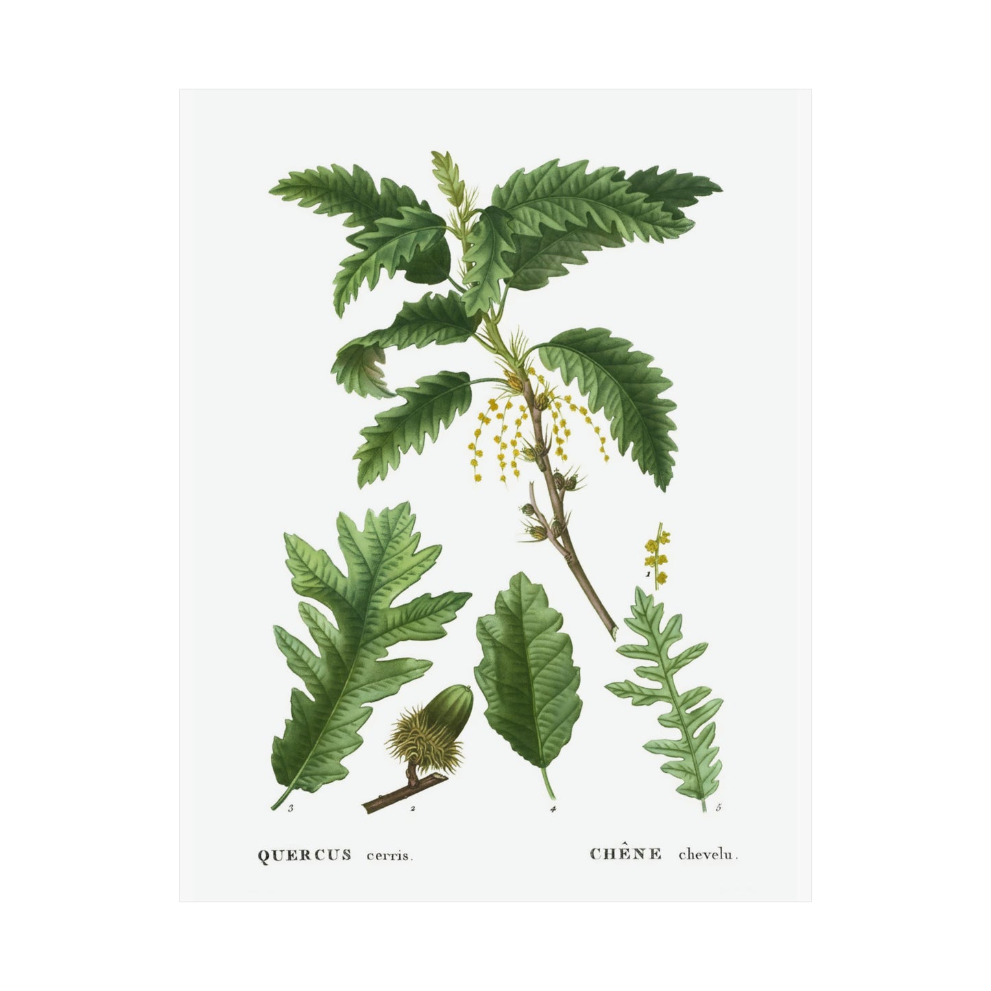 Fall Acorn Wall Art 6