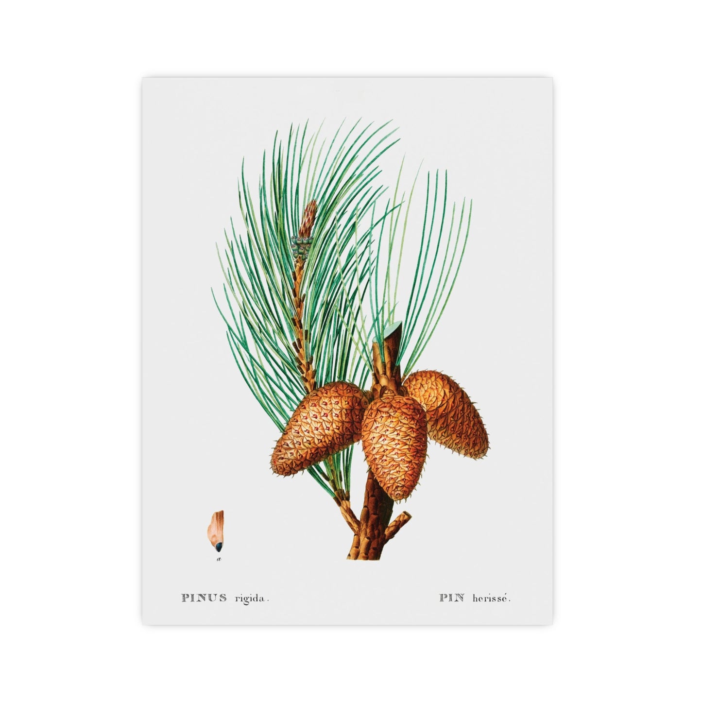 Acorn 13