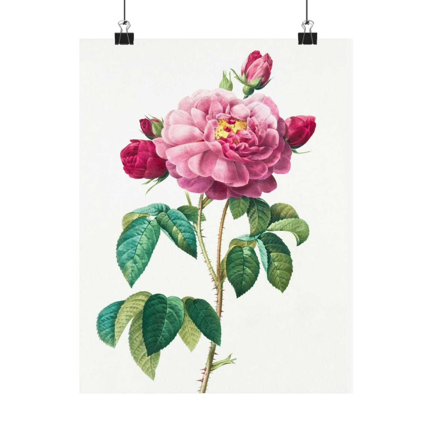 Bright Pink Rose with 2 Buds
