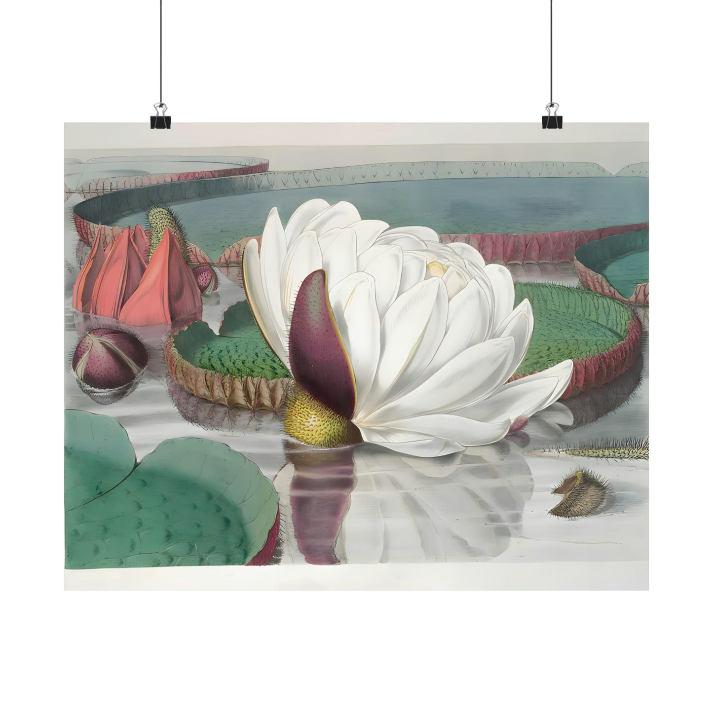 Lilies