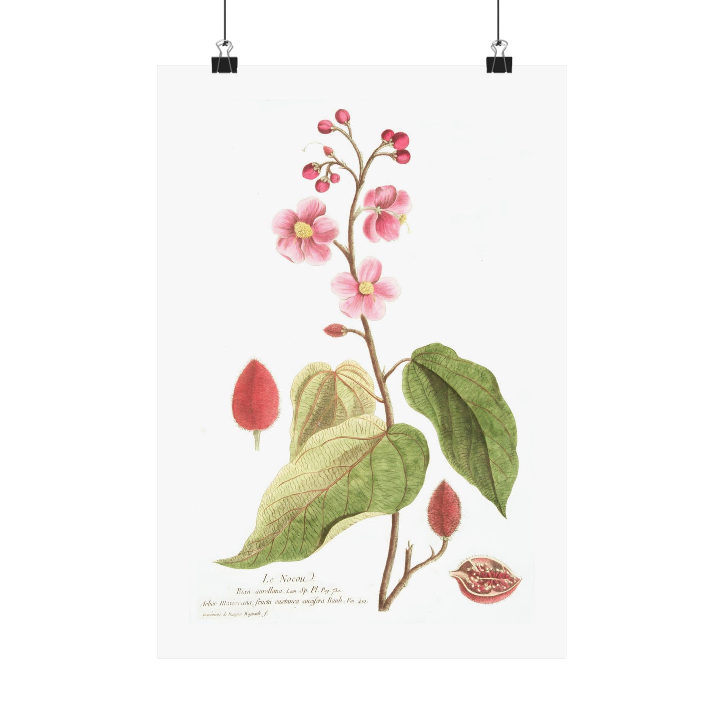 Le Nocou Flower Wall Print
