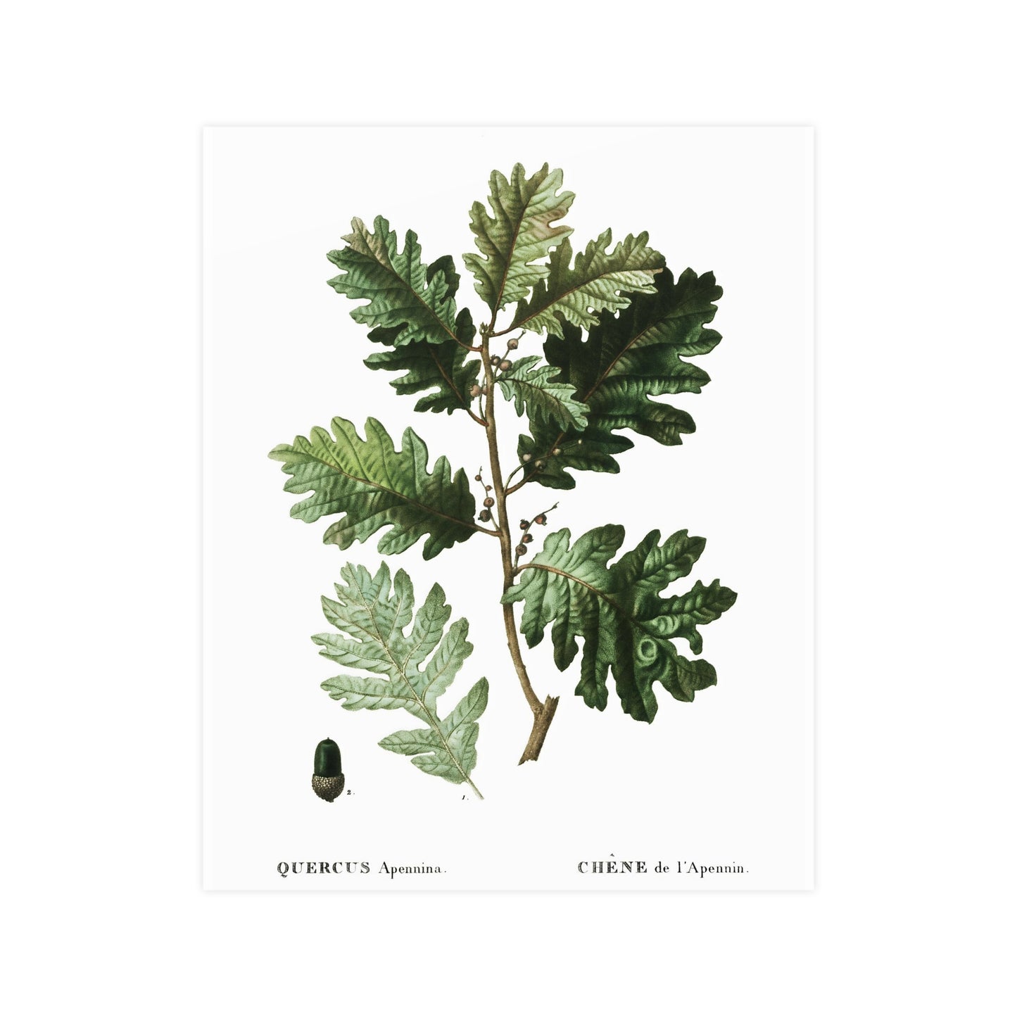Fall Acorn Wall Art 1