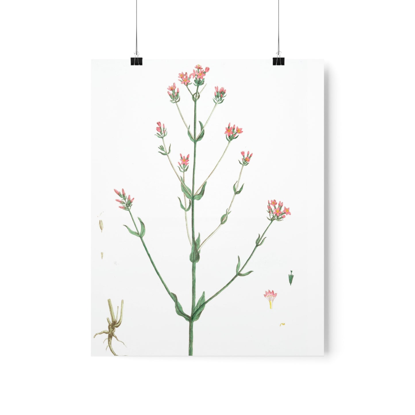 La Petite Centauree Flower Wall Print