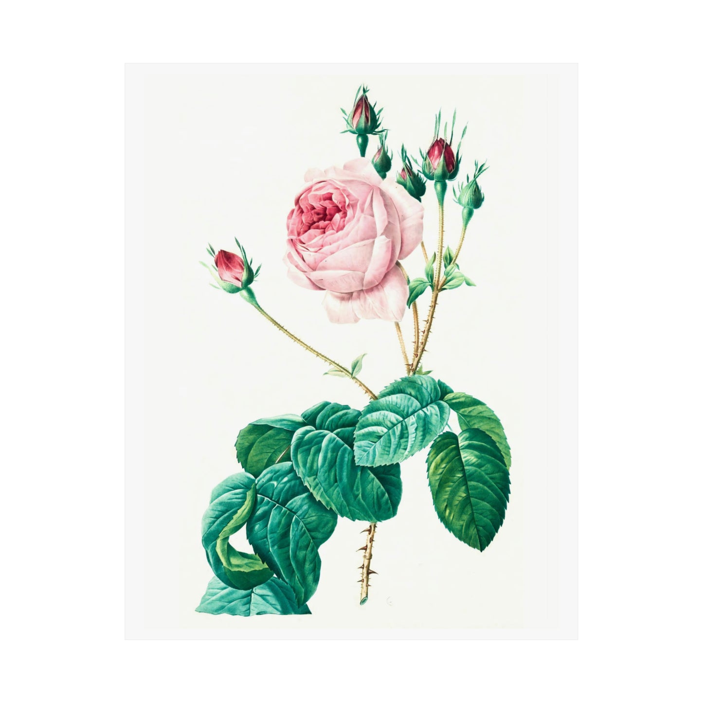 Light Pink Rose with Buds