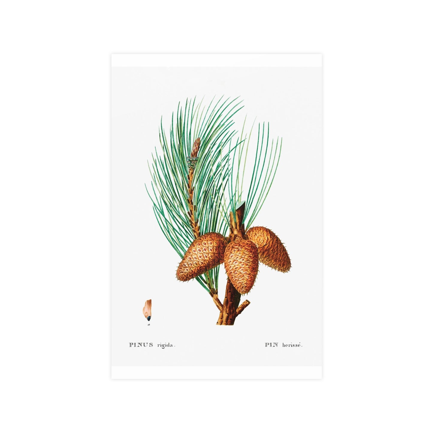 Acorn 13