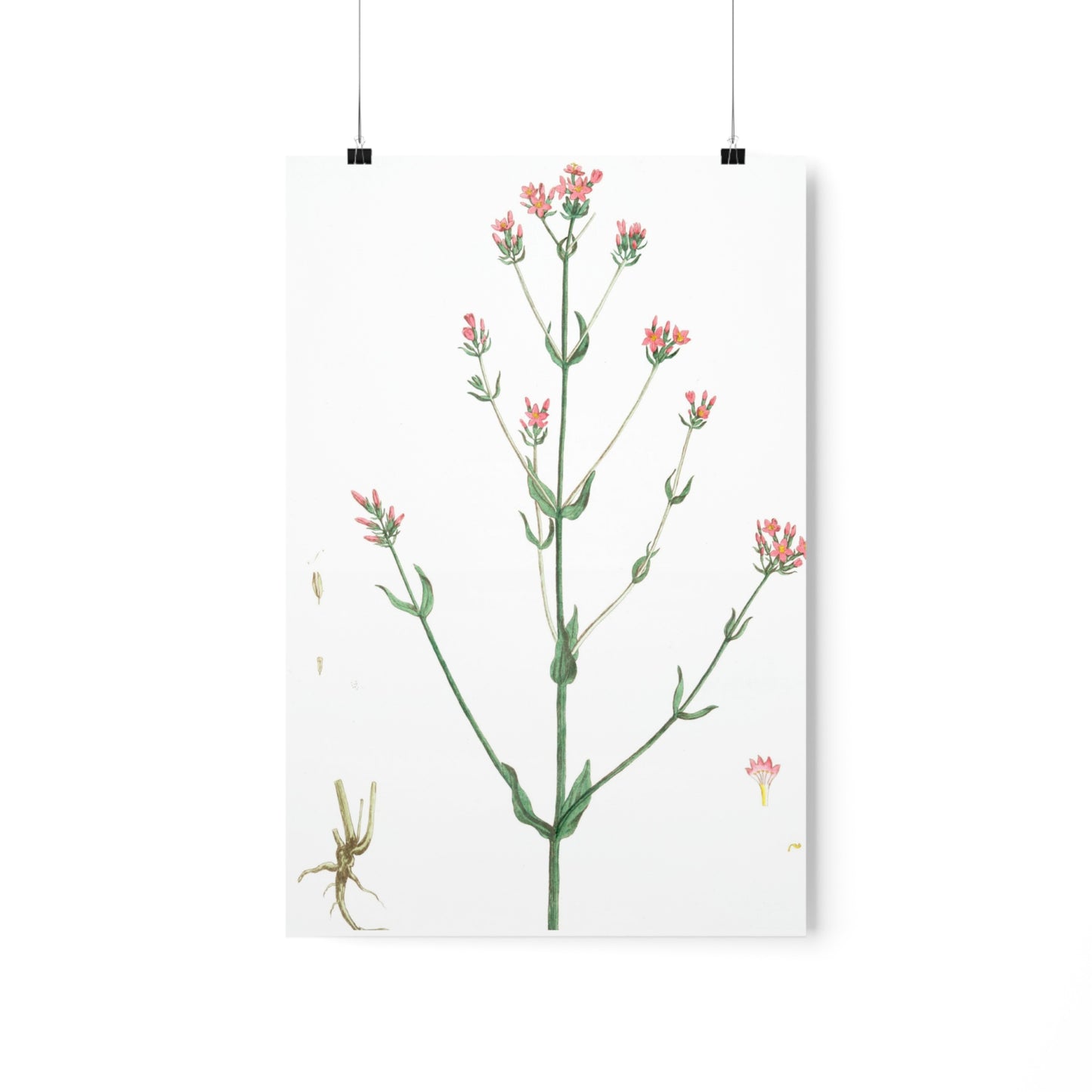 La Petite Centauree Flower Wall Print