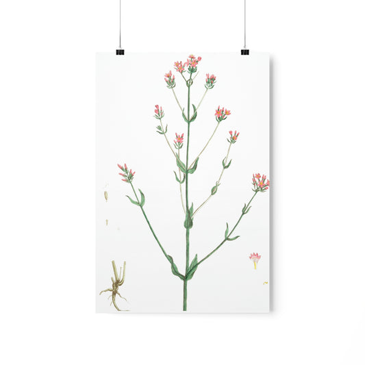 La Petite Centauree  Flower Wall Print