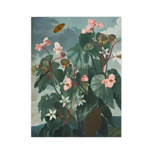 Begonia Wall Print
