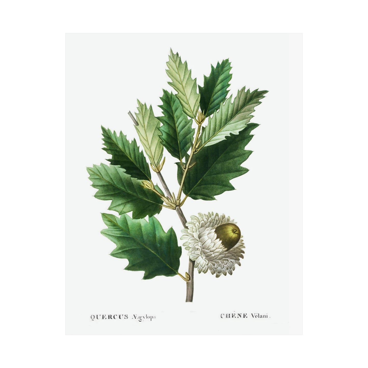 Fall Acorn Wall Art 7