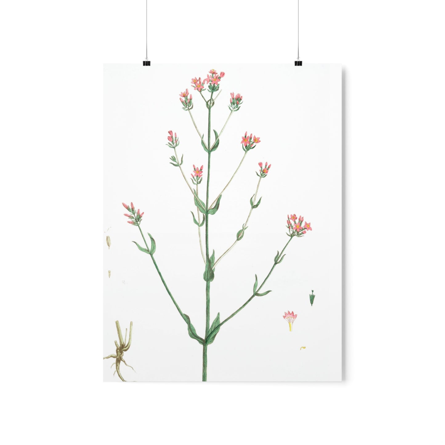 La Petite Centauree Flower Wall Print