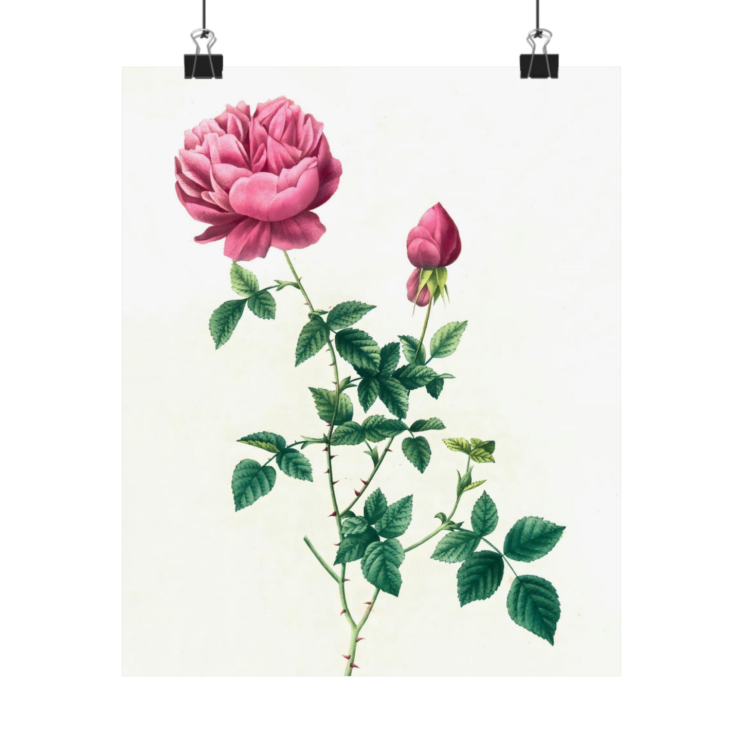 Pink Rose with Bud