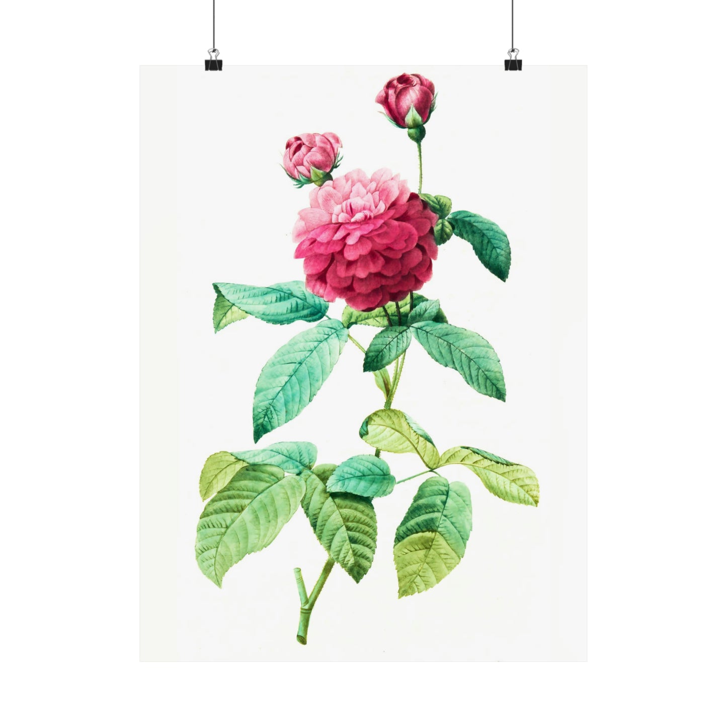 Ombre Pink Rose with Buds