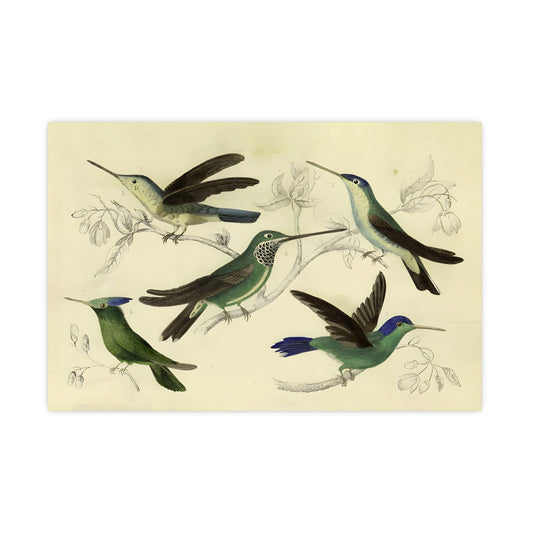 Antique Bird Prints