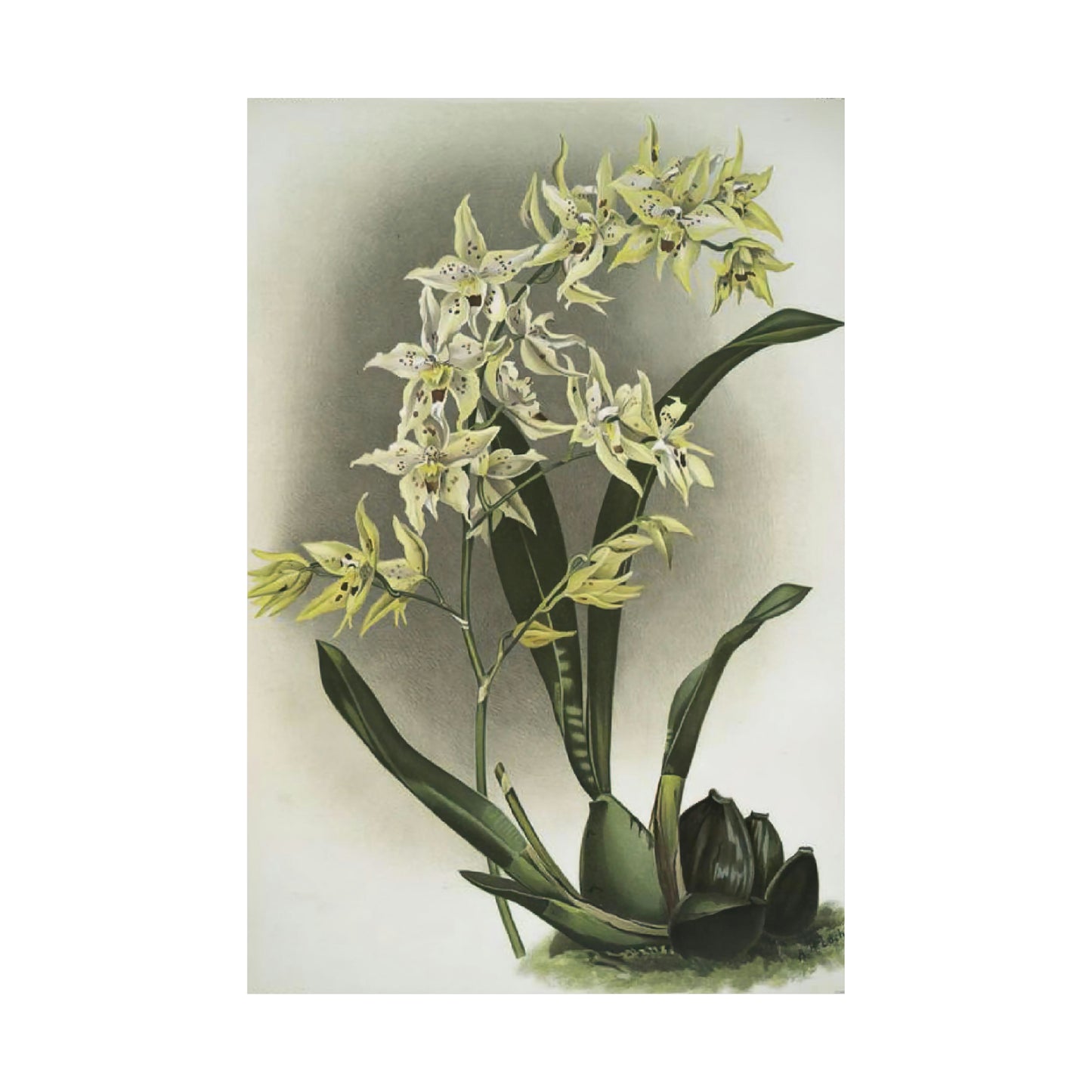 Full Bloom White Orchids Wall Print