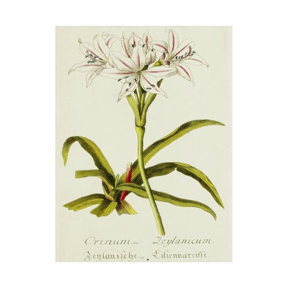 Vintage Crinum Zeylanicum Flower