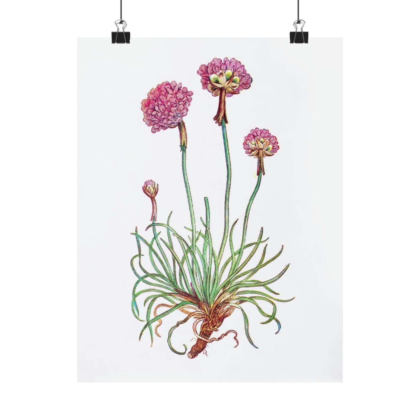 Pink Botanical Flower