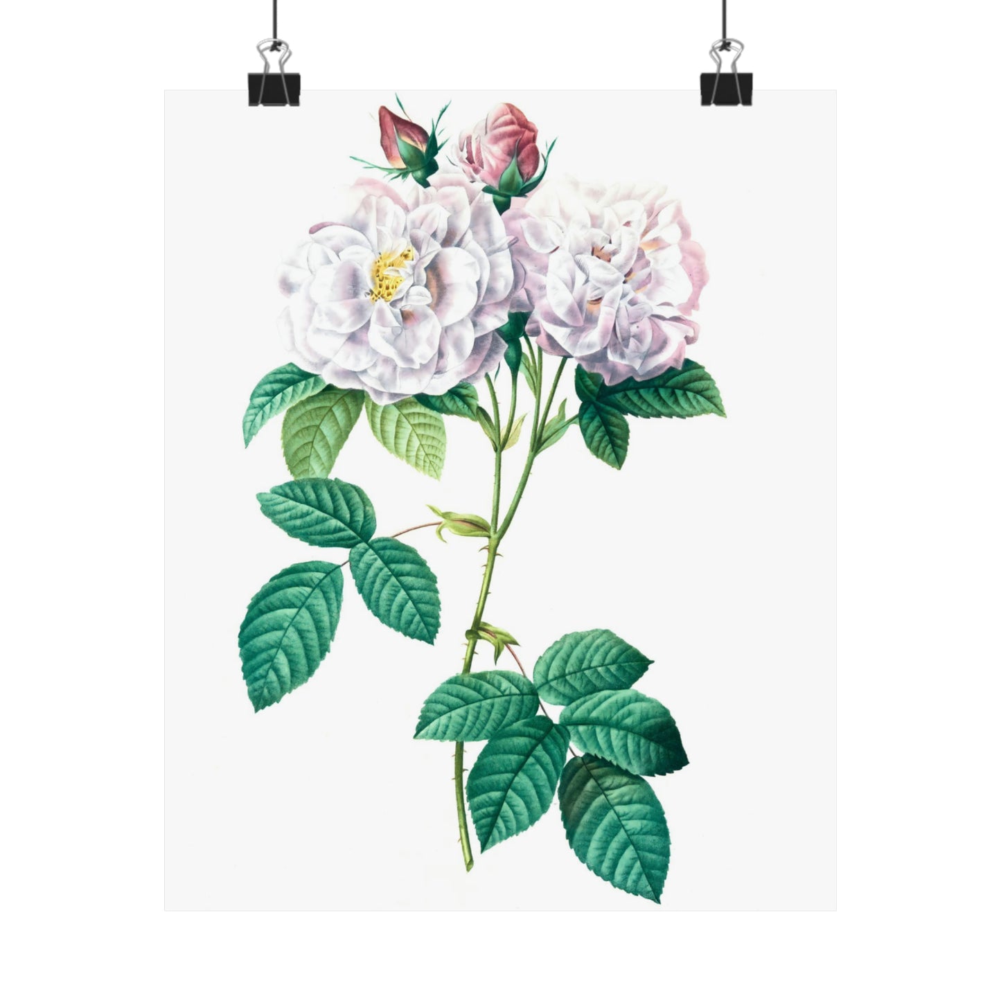 Light Pink Rose Stem Wall Print