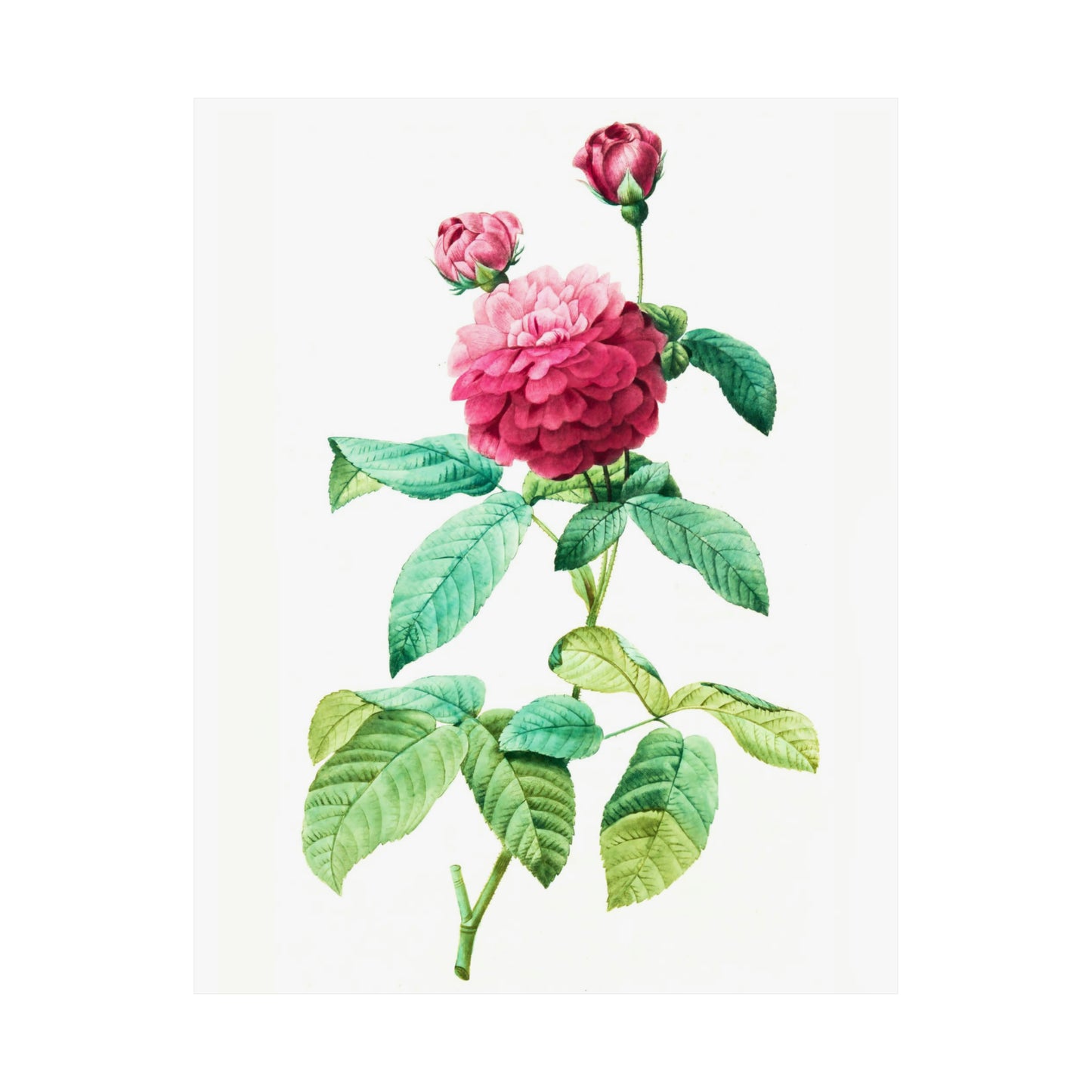 Ombre Pink Rose with Buds
