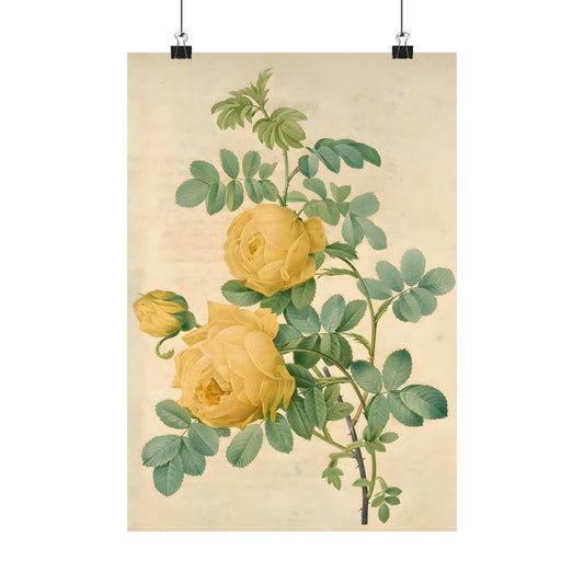 Yellow Rose Bush