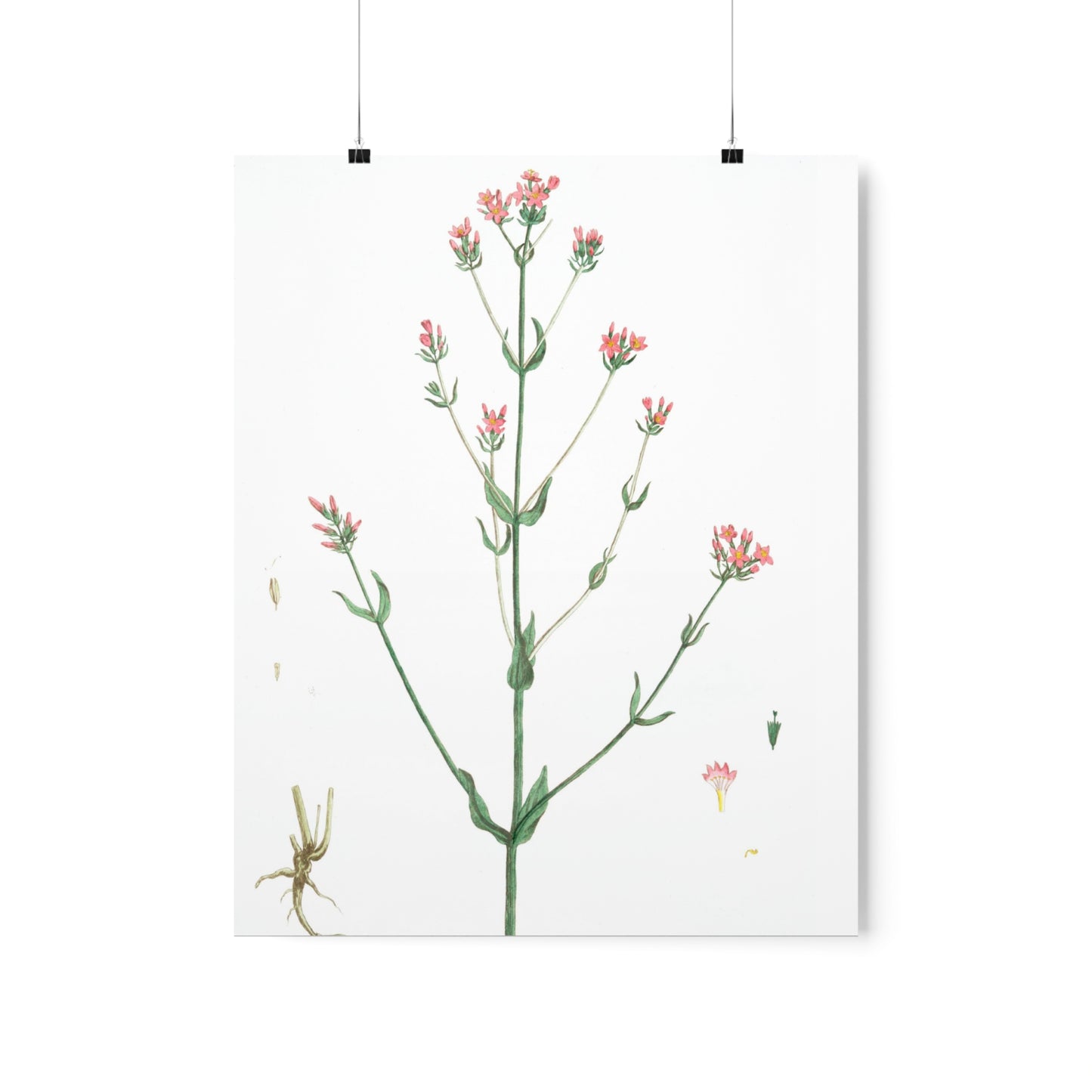 La Petite Centauree Flower Wall Print