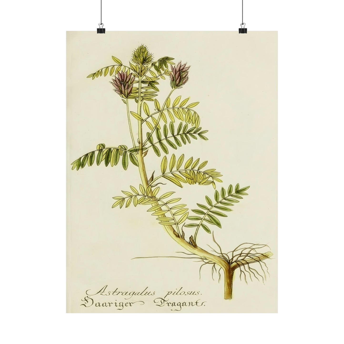 Cotinus Nature Tree Prints