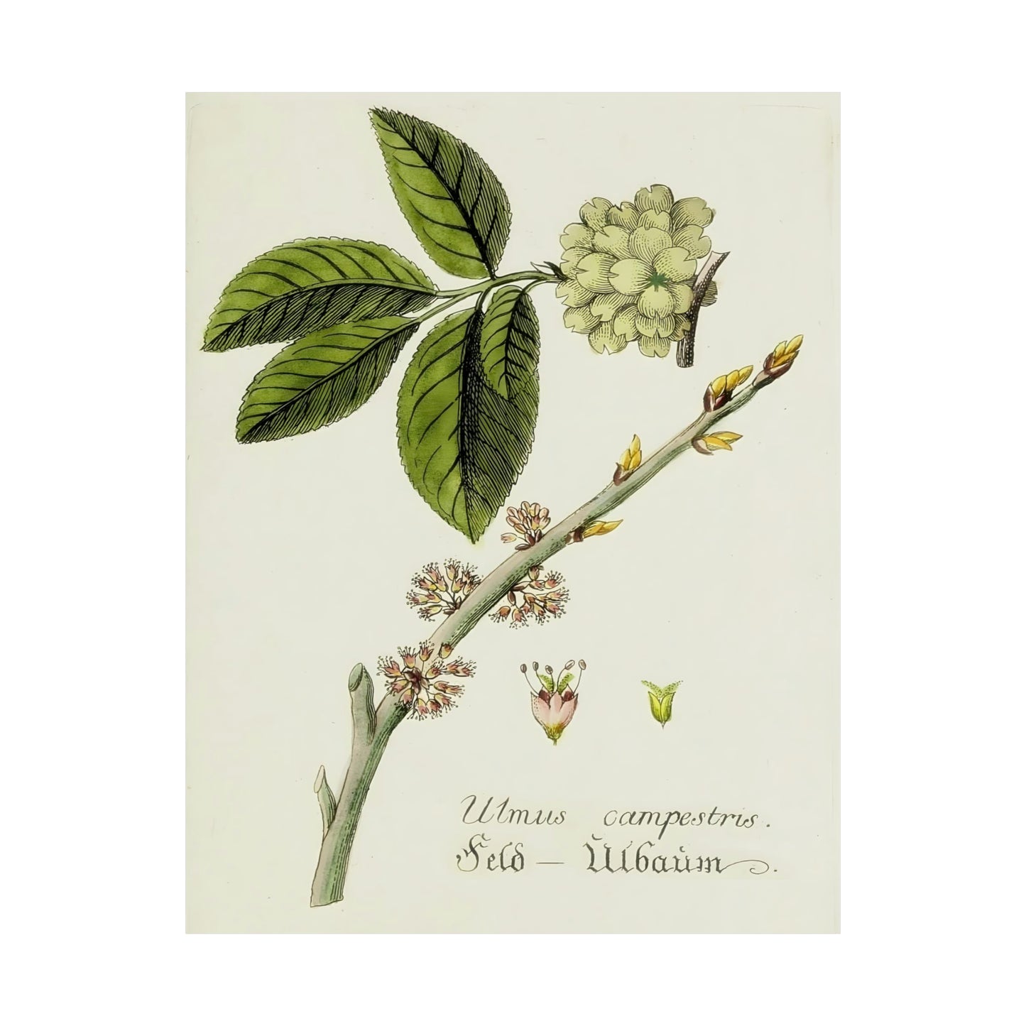 Antique Botanical Flower