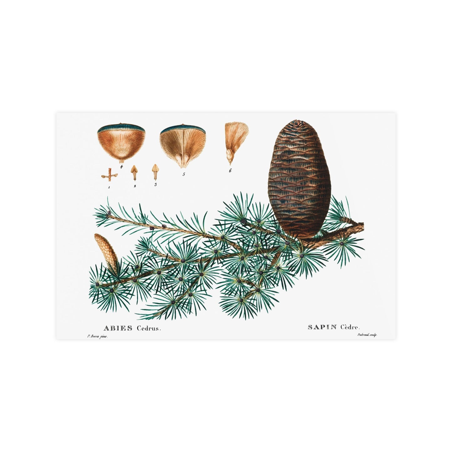 Acorn 9