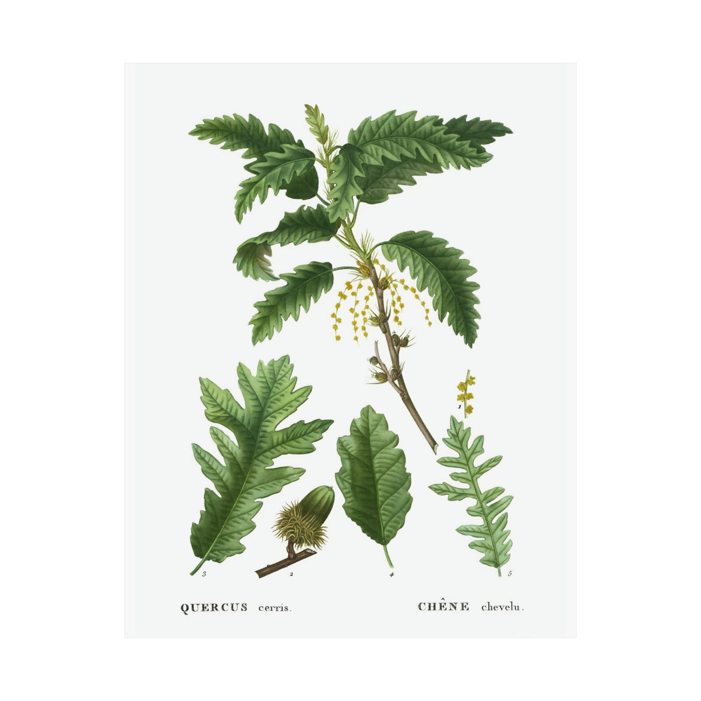 Fall Acorn Wall Art 6