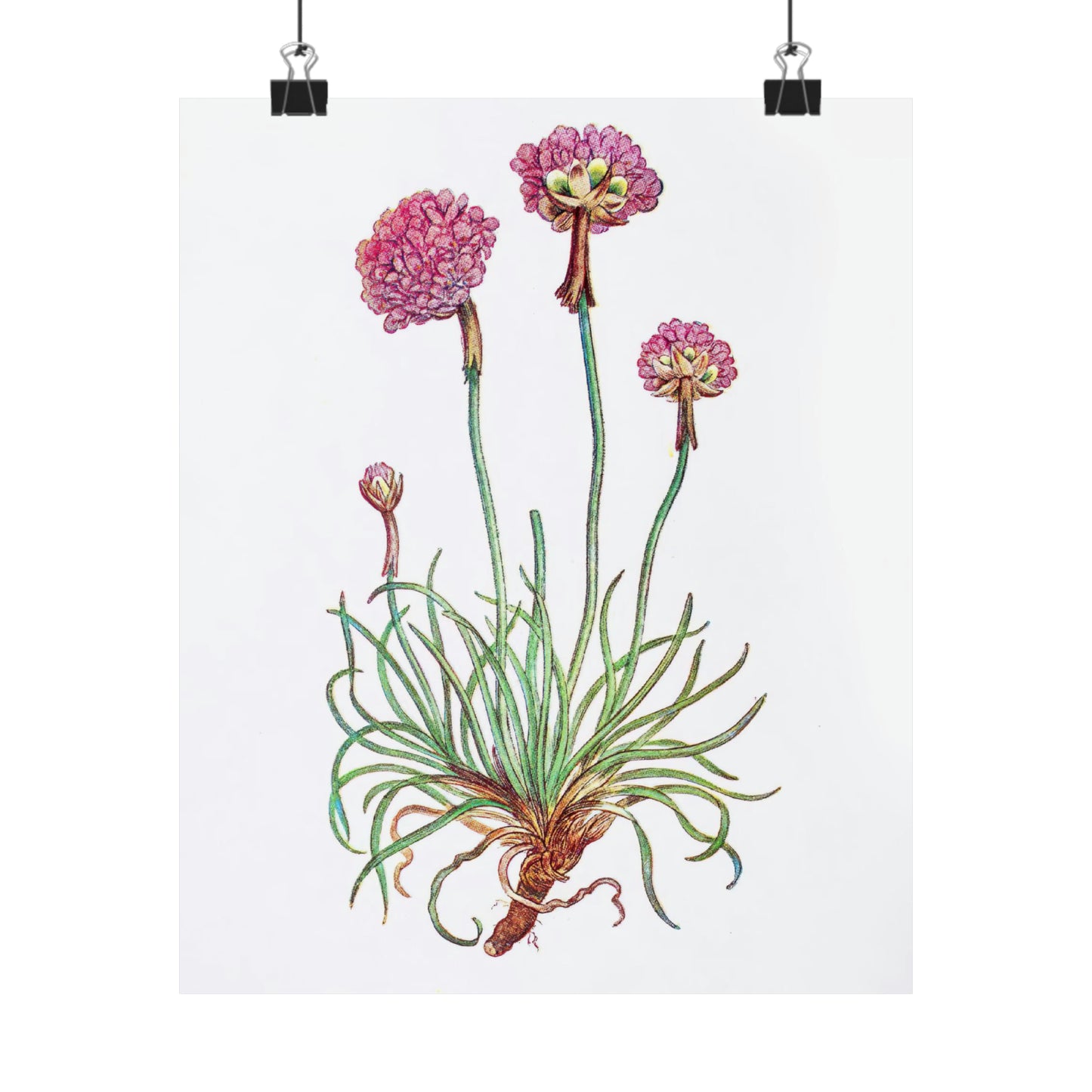 Pink Botanical Flower