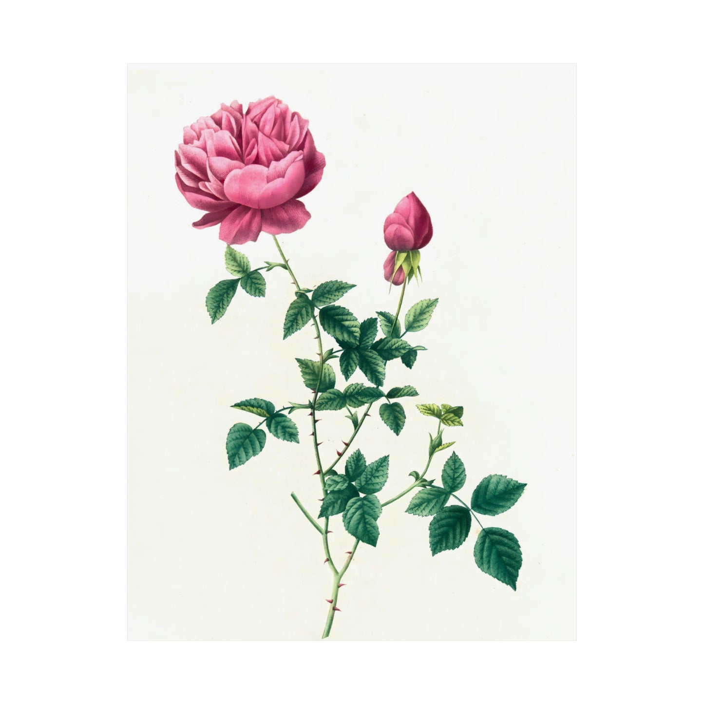 Pink Rose with Bud