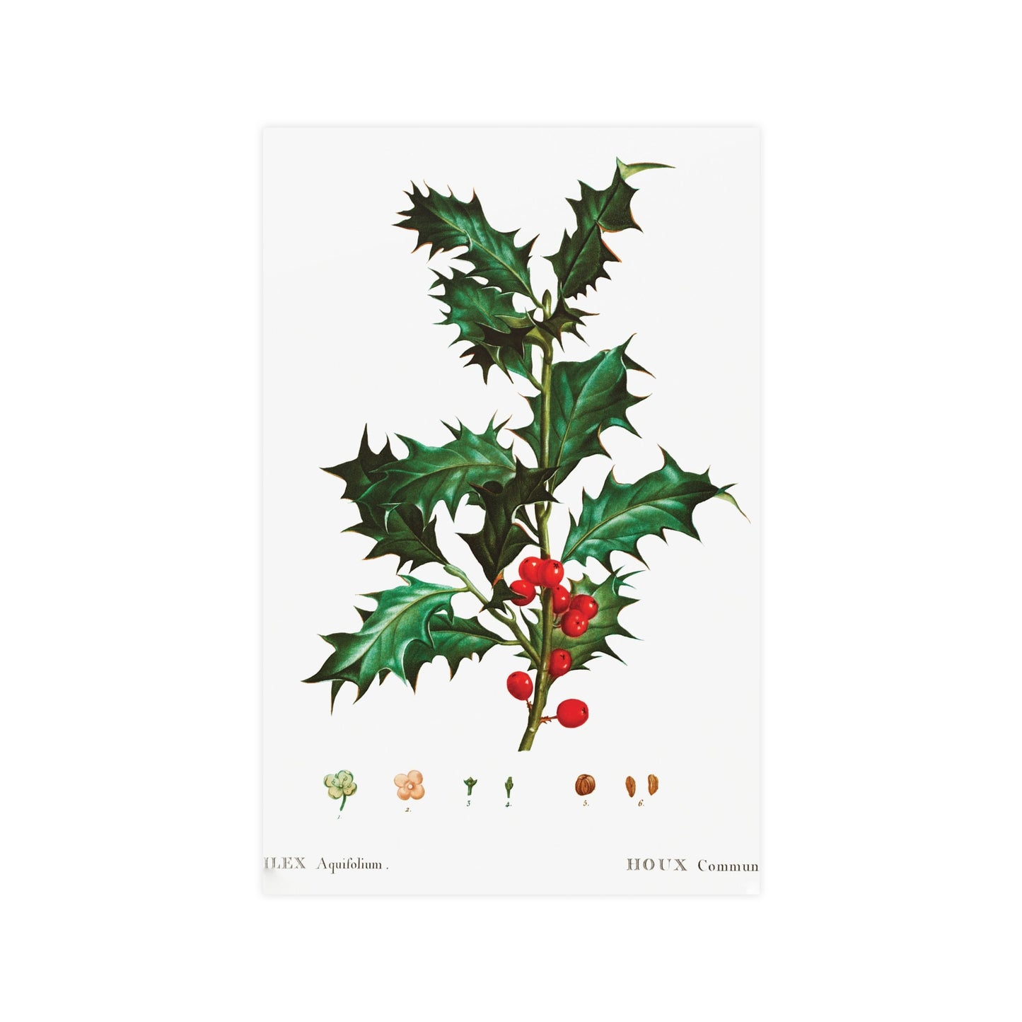 Acorn 10