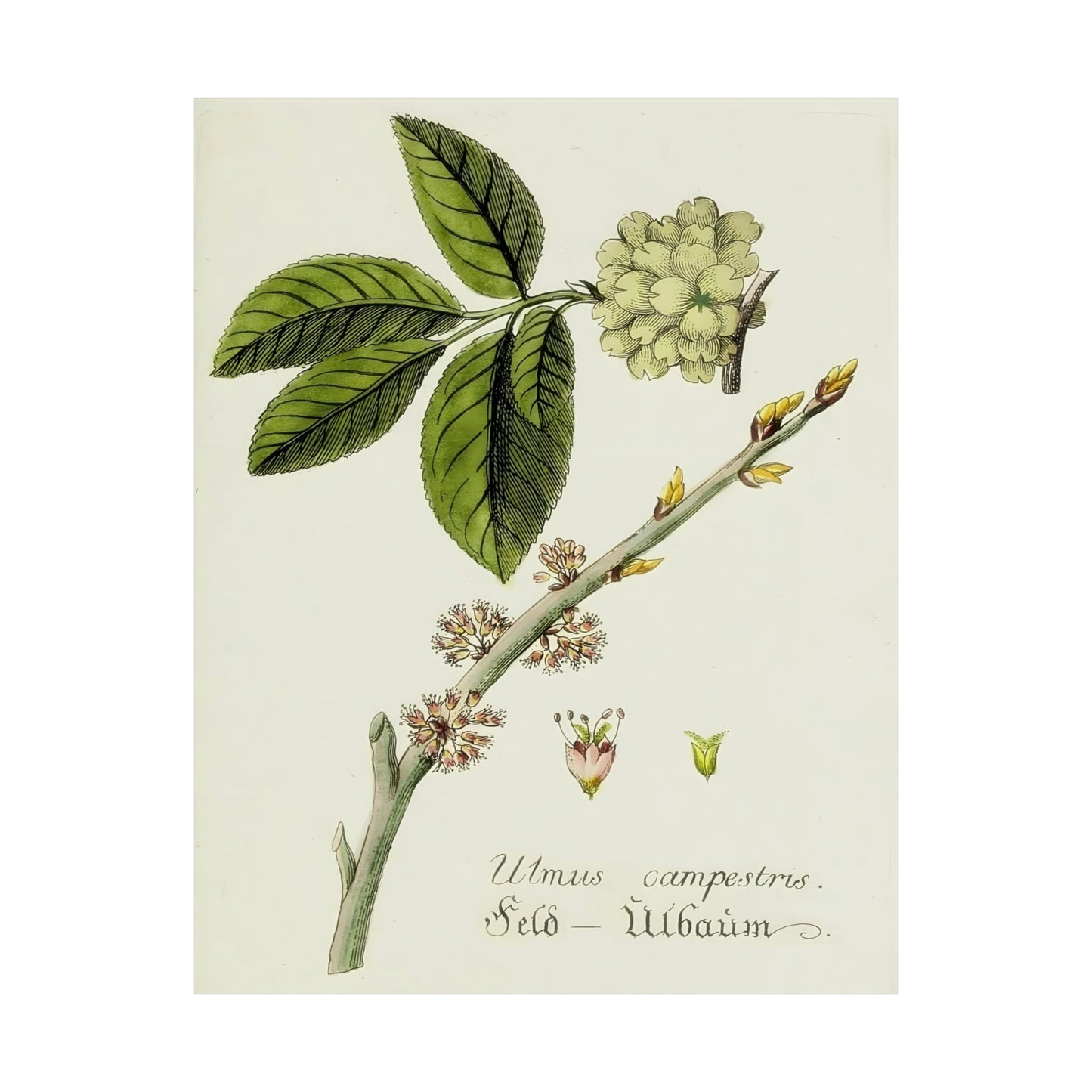 Antique Botanical Flower