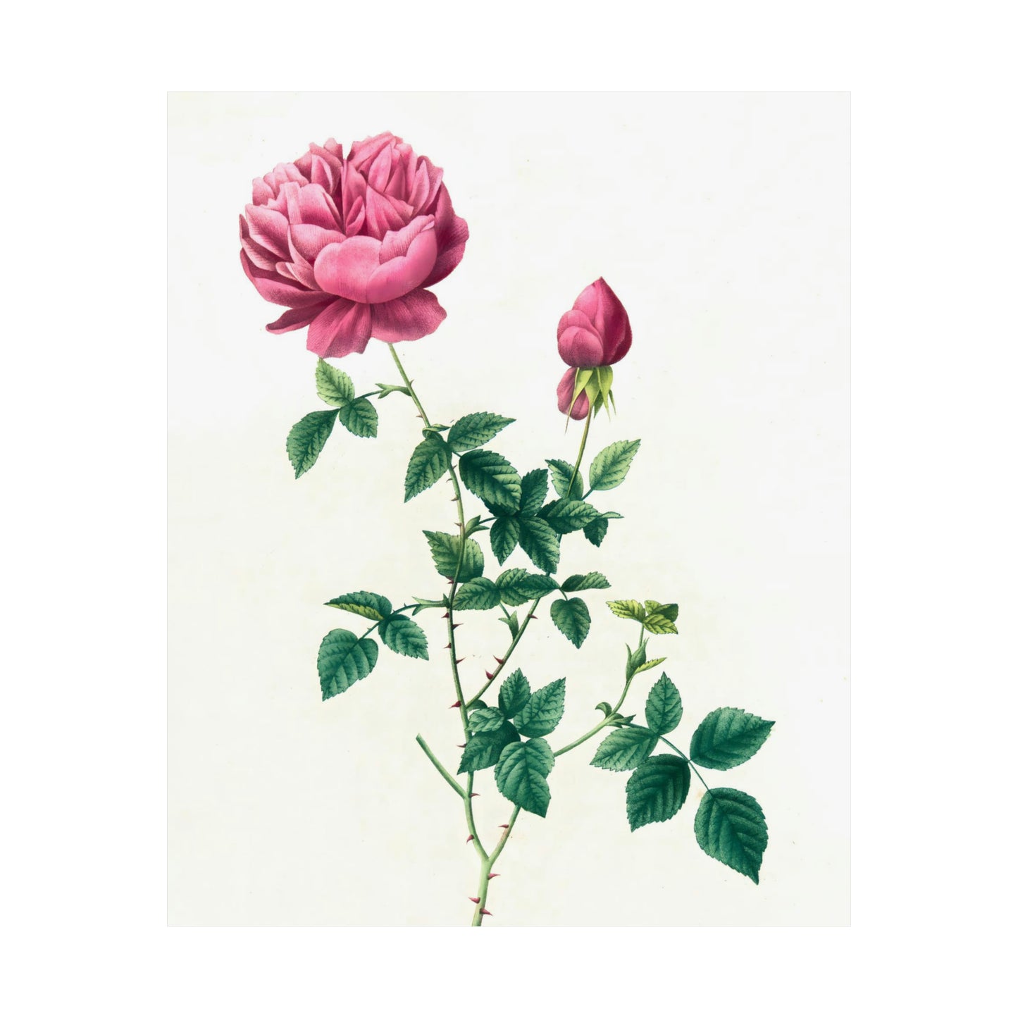 Pink Rose with Bud