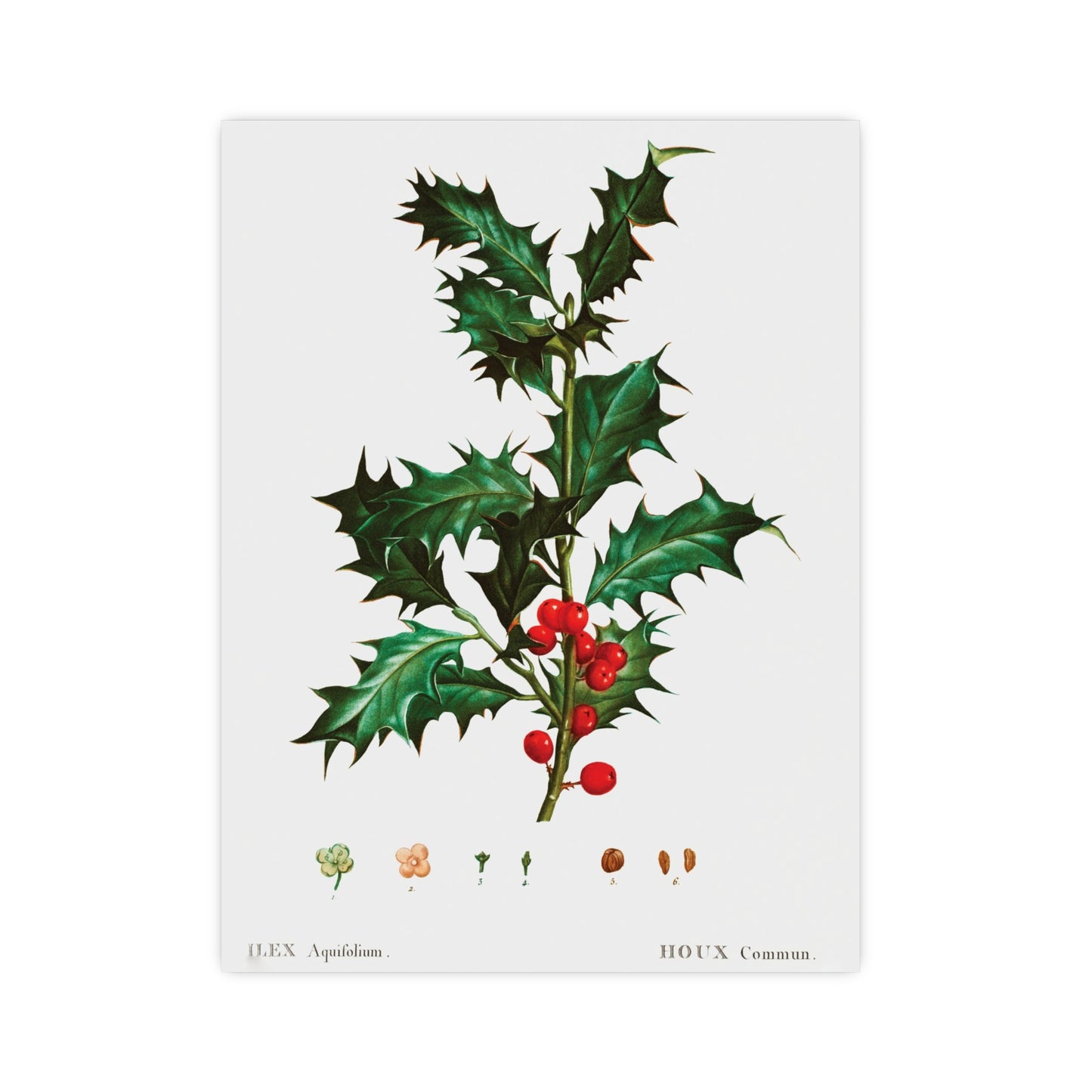 Acorn 10