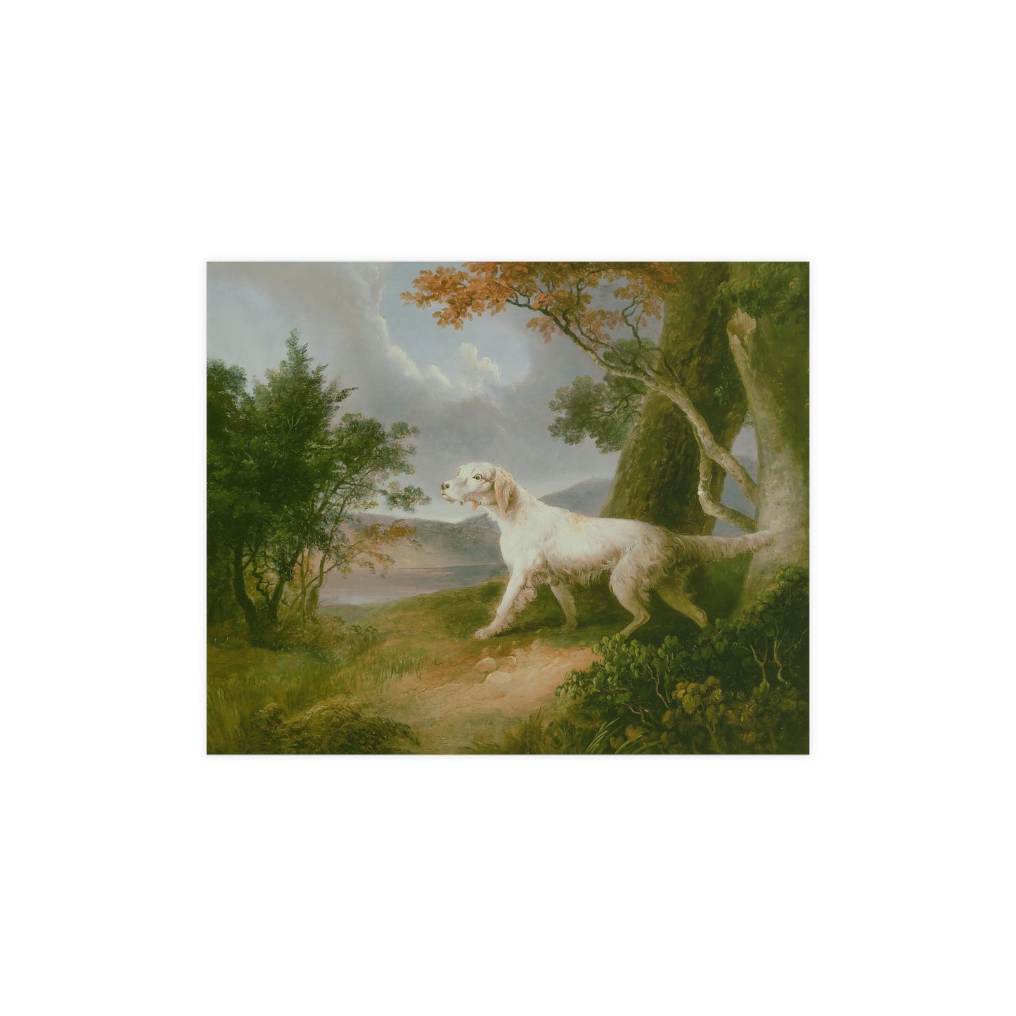 Dog Outdoor Landscape