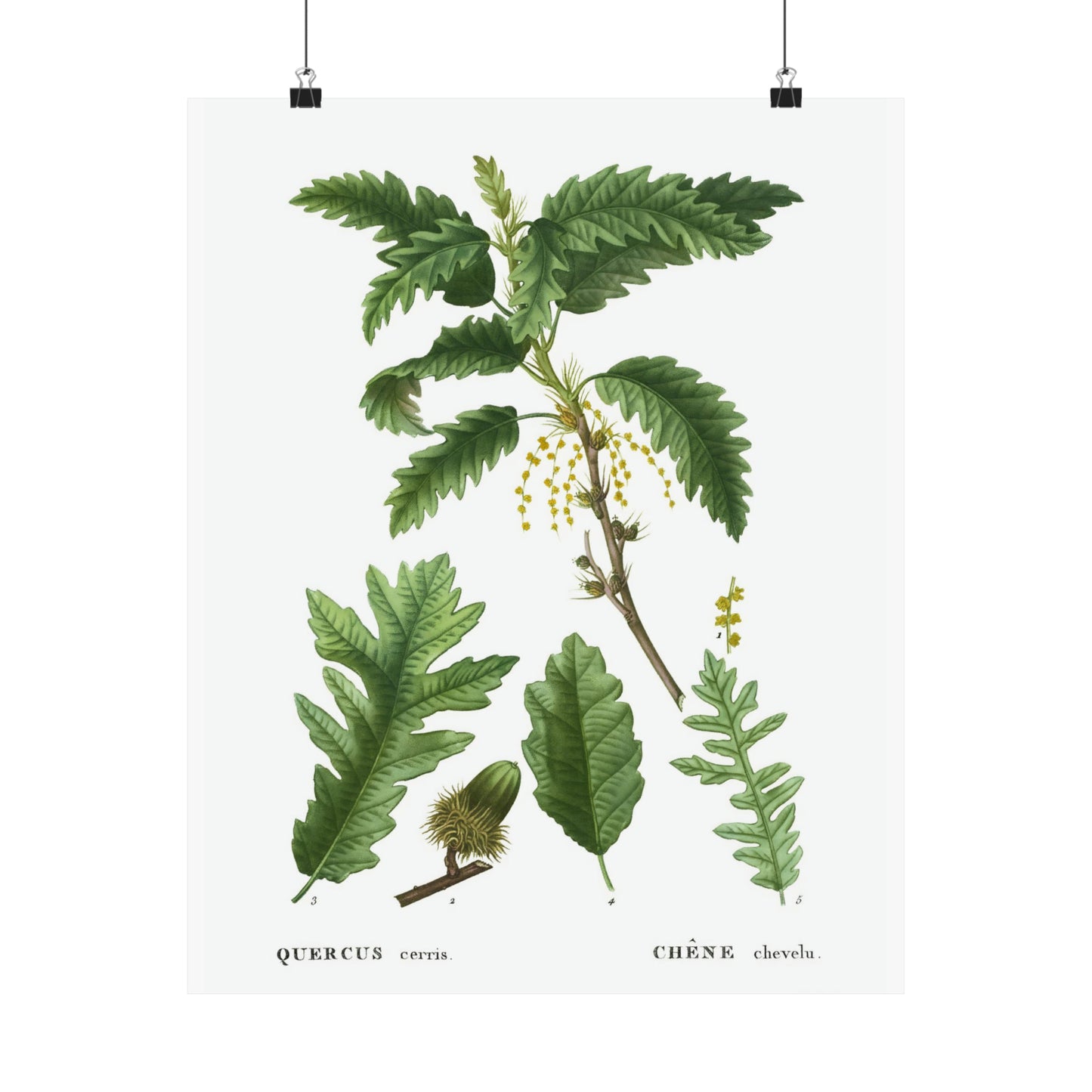 Fall Acorn Wall Art 6